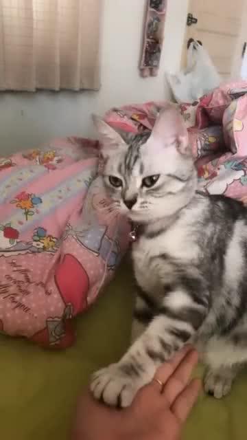 猫拍手游戏
